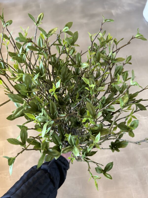 Betula bundt 3 stk h 56 cm