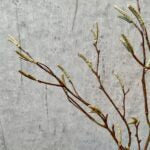 Salix grøn bund a 3stk 56 cm