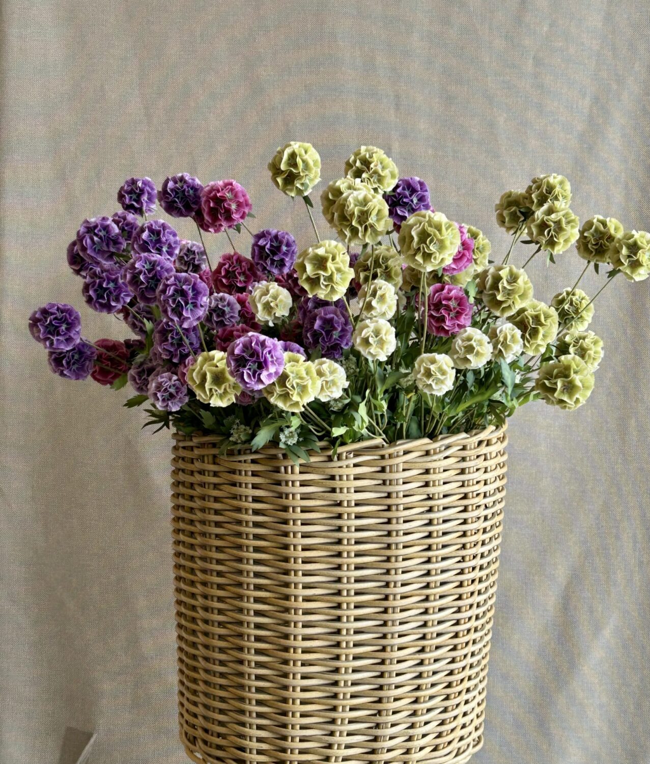 Scabiosa lilla h 75cm