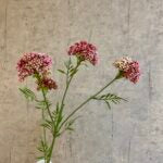 Skærmblomst Fuchsia H 72 cm