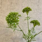 Skærmblomst grøn H 72 cm