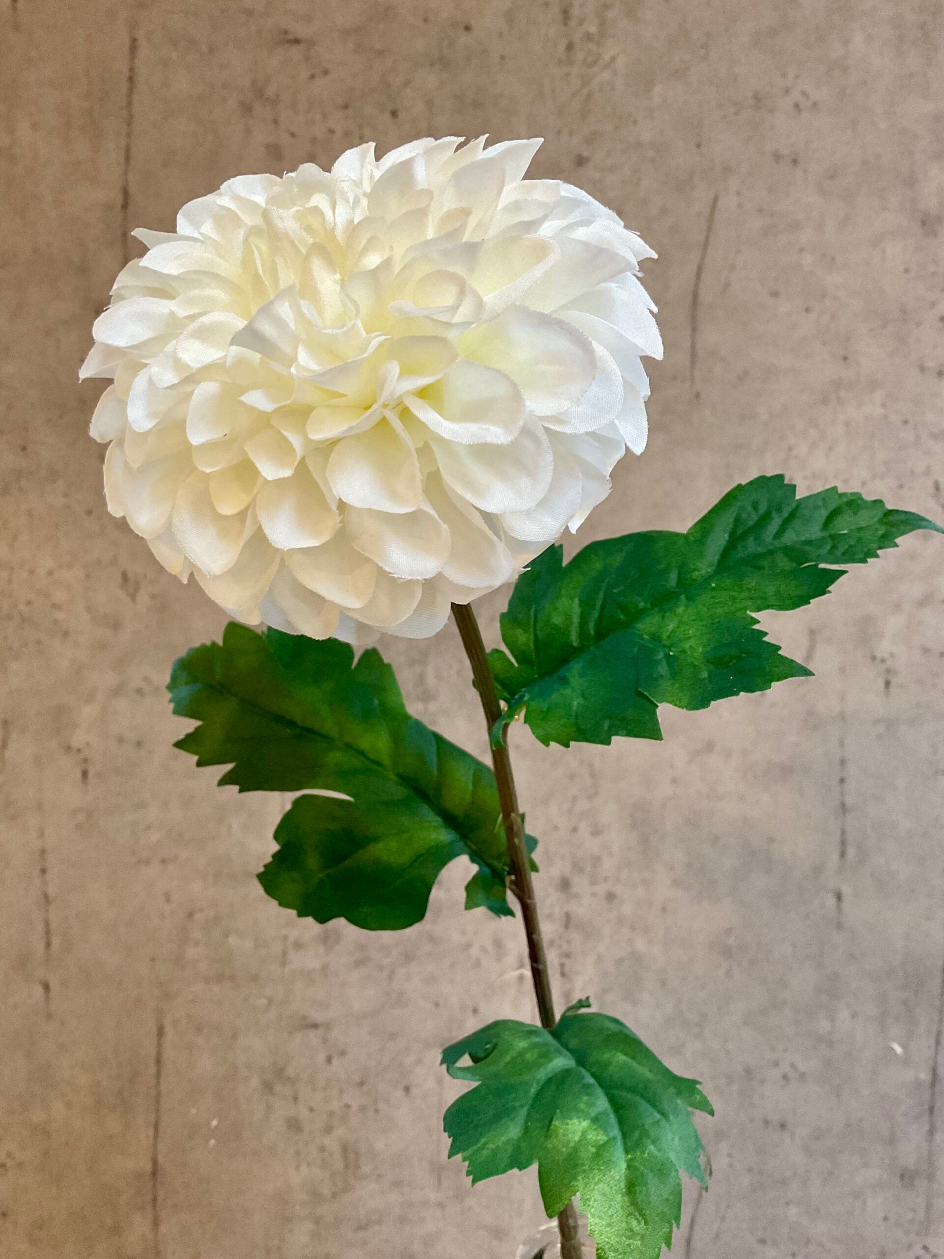 Dahlia hvid h 75 cm
