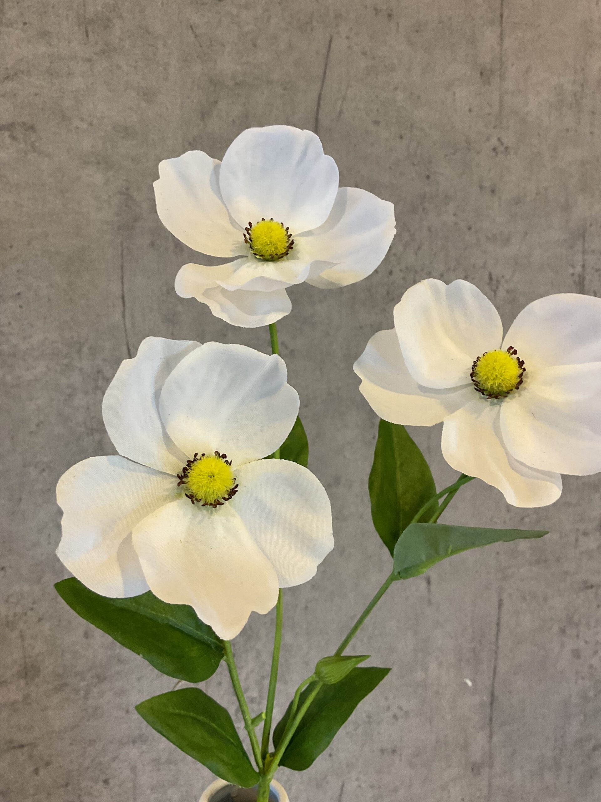 Anemone hvid h 66cm