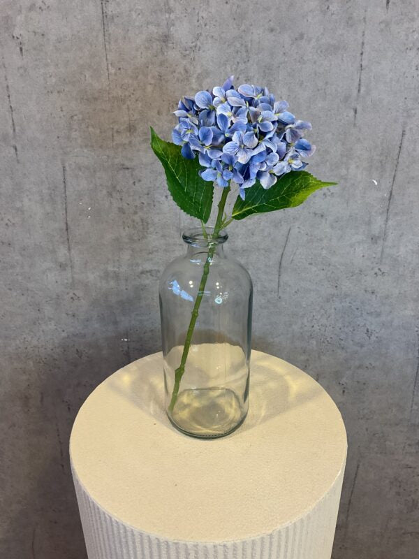 Hortensia blå