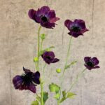 Anemone purple h 81 cm