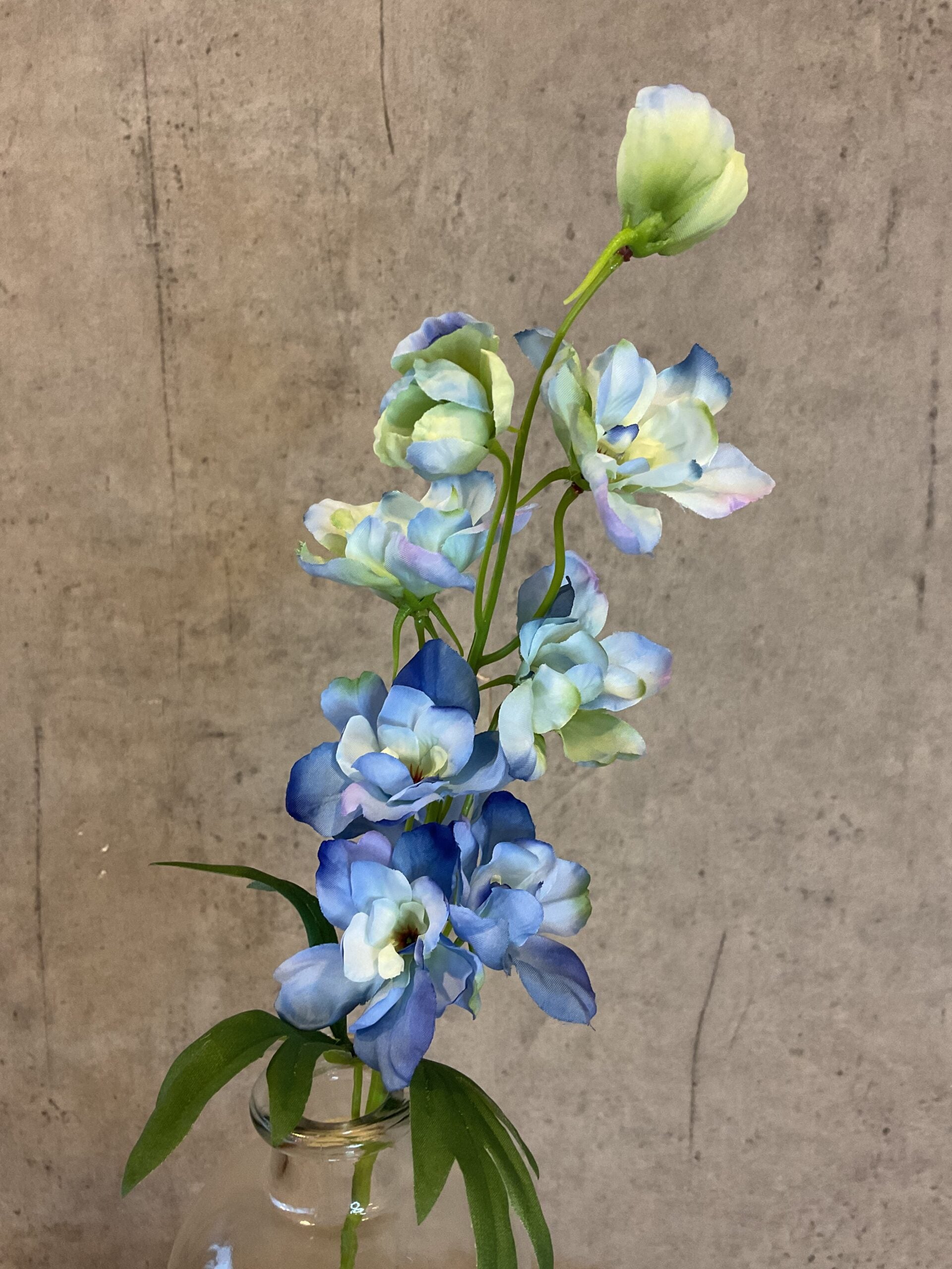 Ridderspore lyseblå h 50 cm