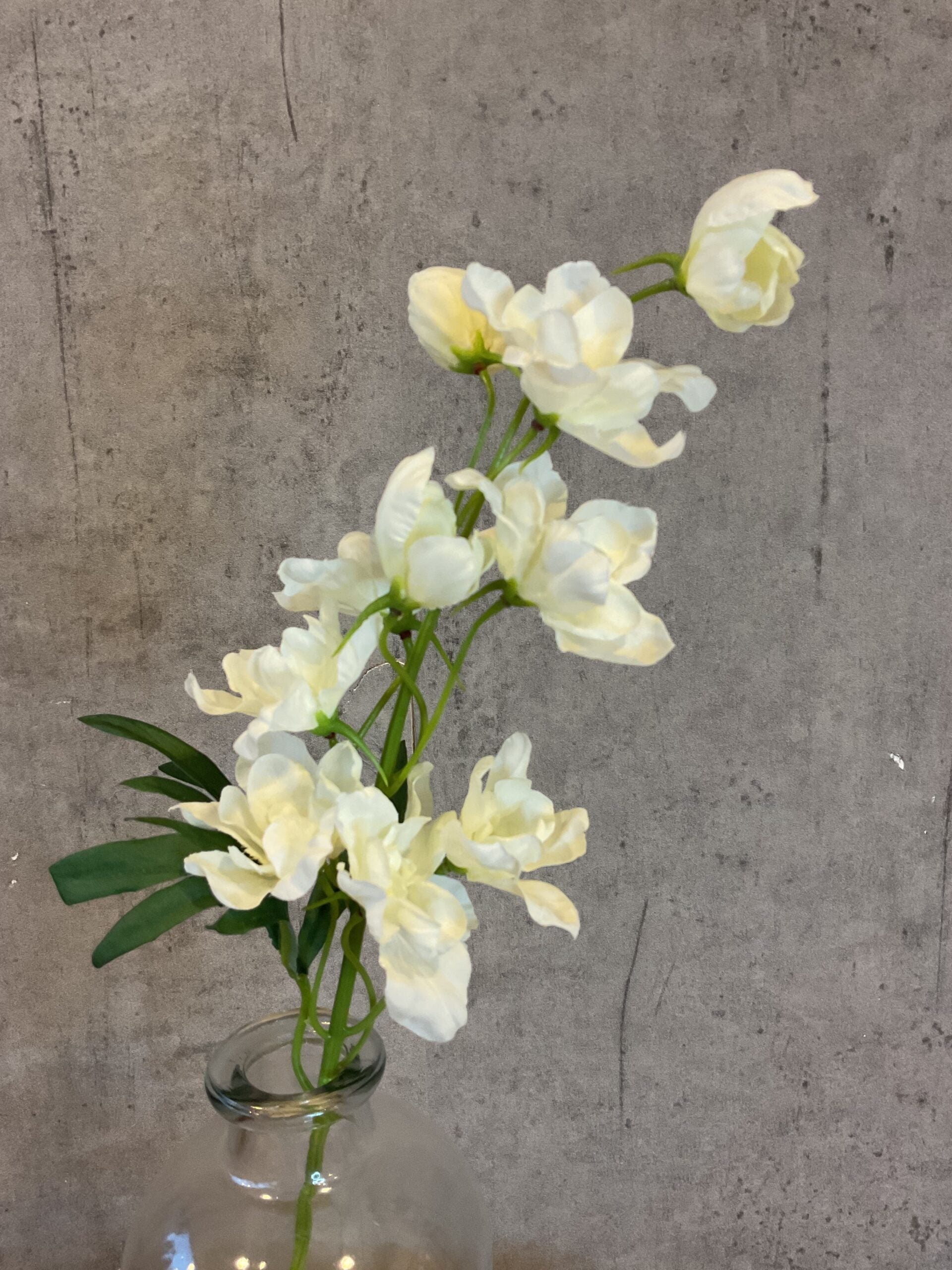 Ridderspore hvid h 50 cm