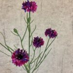 Kornblomst buket mørke lilla h 66 cm