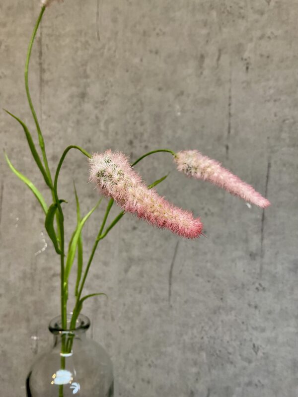 Rævehale græs m/rosa h 71 cm