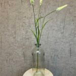 Rævehale græs m/cream h 71 cm