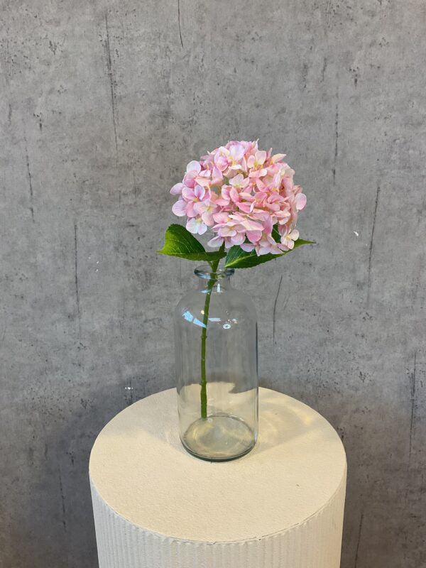 Hortensia rosa