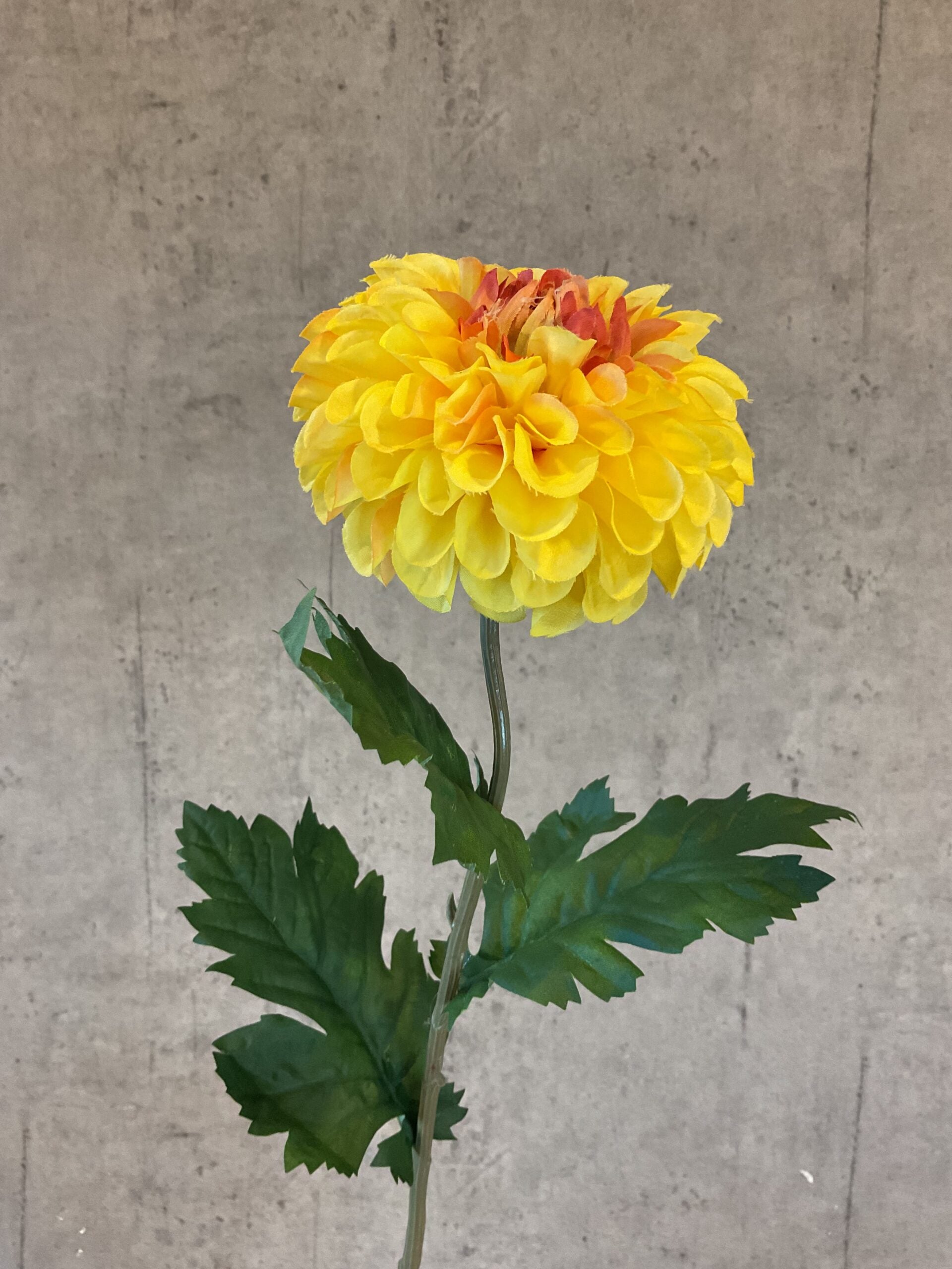 Dahlia gul h 75cm
