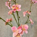 Kvædegren rosa h 73cm