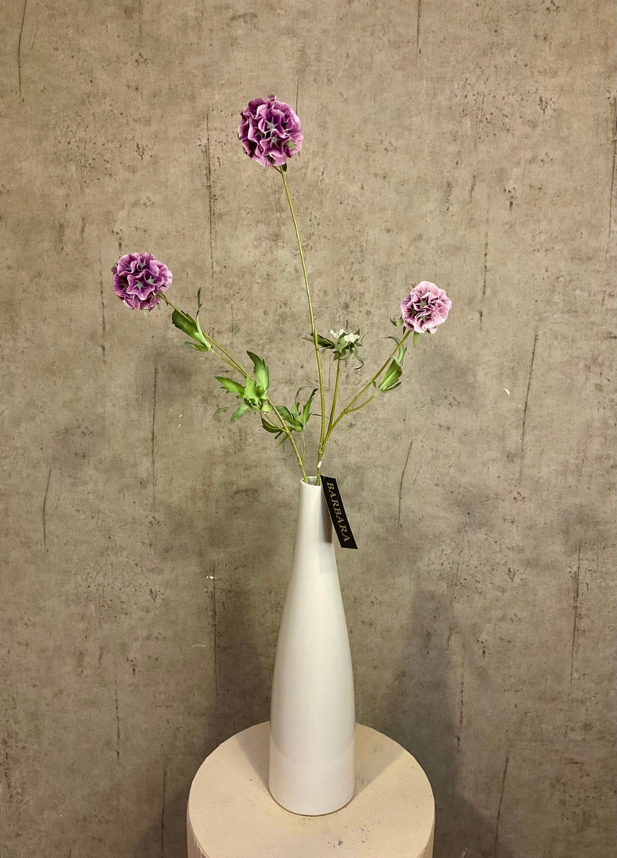 Scabiosa lilla h 75cm