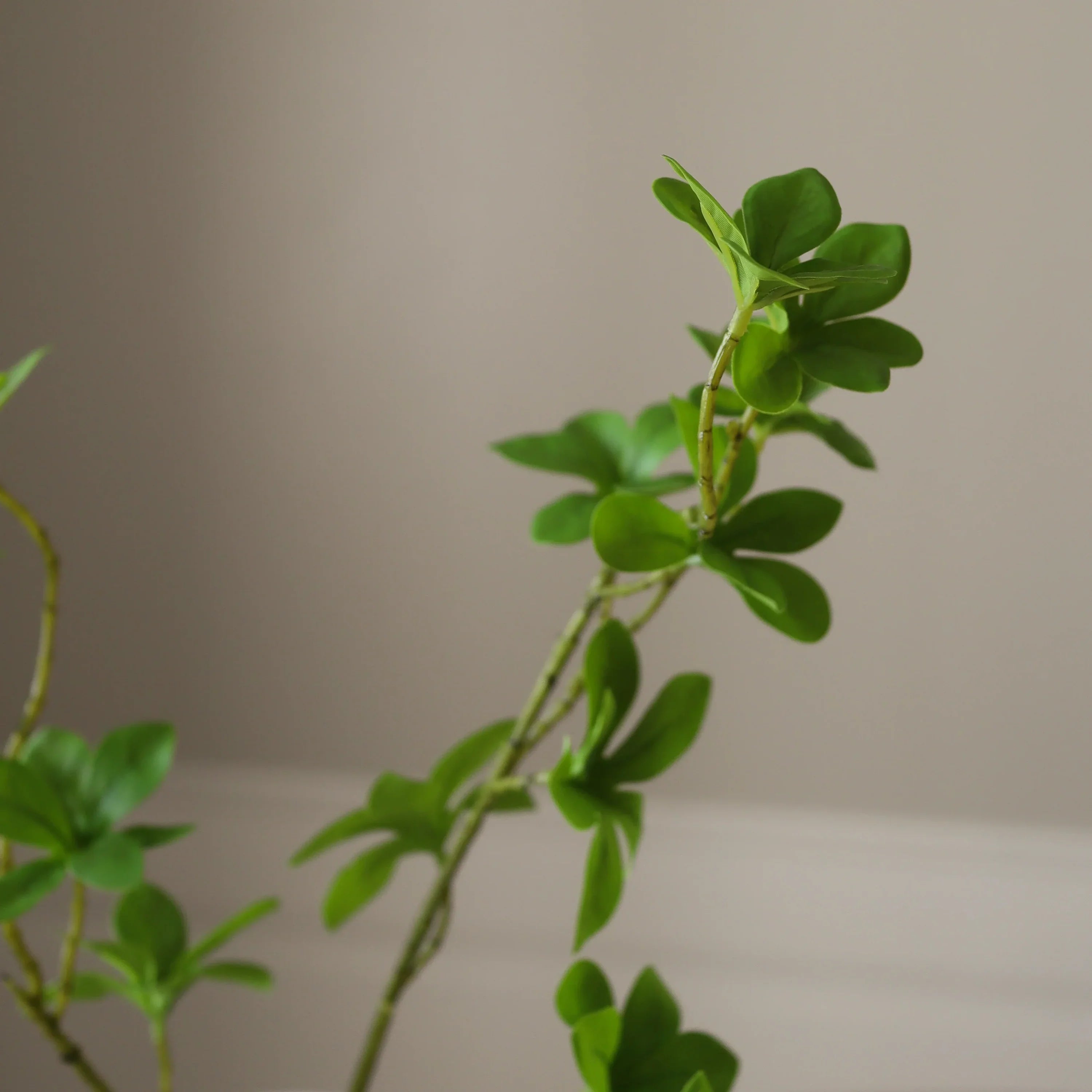 Grønne Enkianthus Perulatus blade