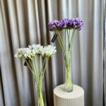 Agapanthus hvid h 70 cm