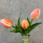 Tulipan bundt peach h 29 cm