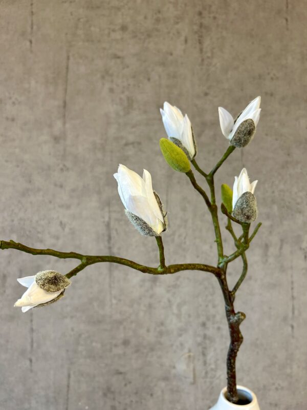 Magnolia hvid h 73 cm