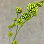 Trifolium gren grøn 89 cm