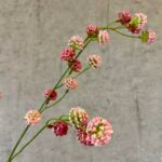 Trifolium gren pink 89 cm