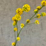 Trifolium gren Gul 89 cm