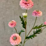 Helichrysum rosa h 68 cm