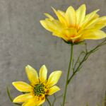 Daisy marguerit gul h 63cm