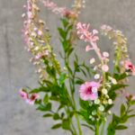 Phytolacca rosa h 72cm