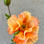 Valmue abrikos h 64 cm