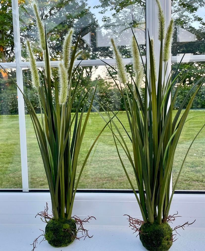 Miscanthus græs H 63 cm