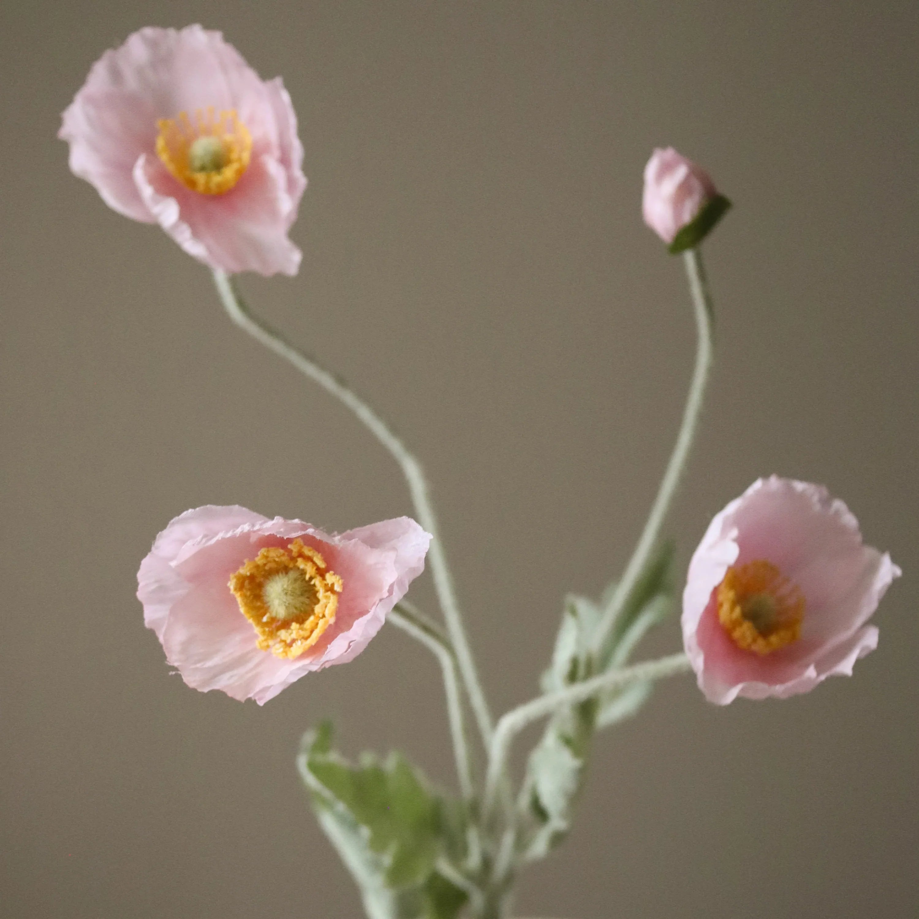 Lyserød valmueblomst