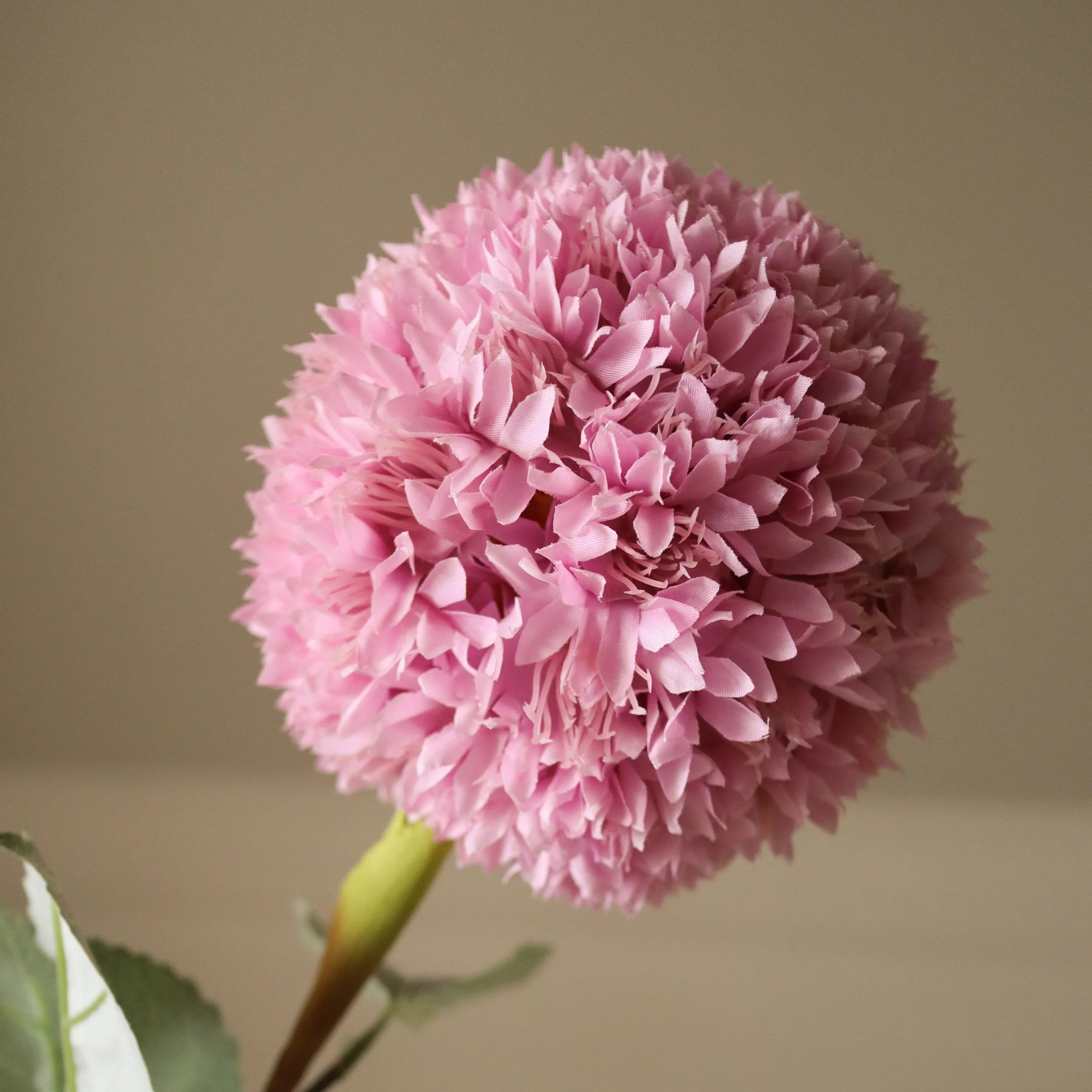 Lyserød Allium Azureum-løg