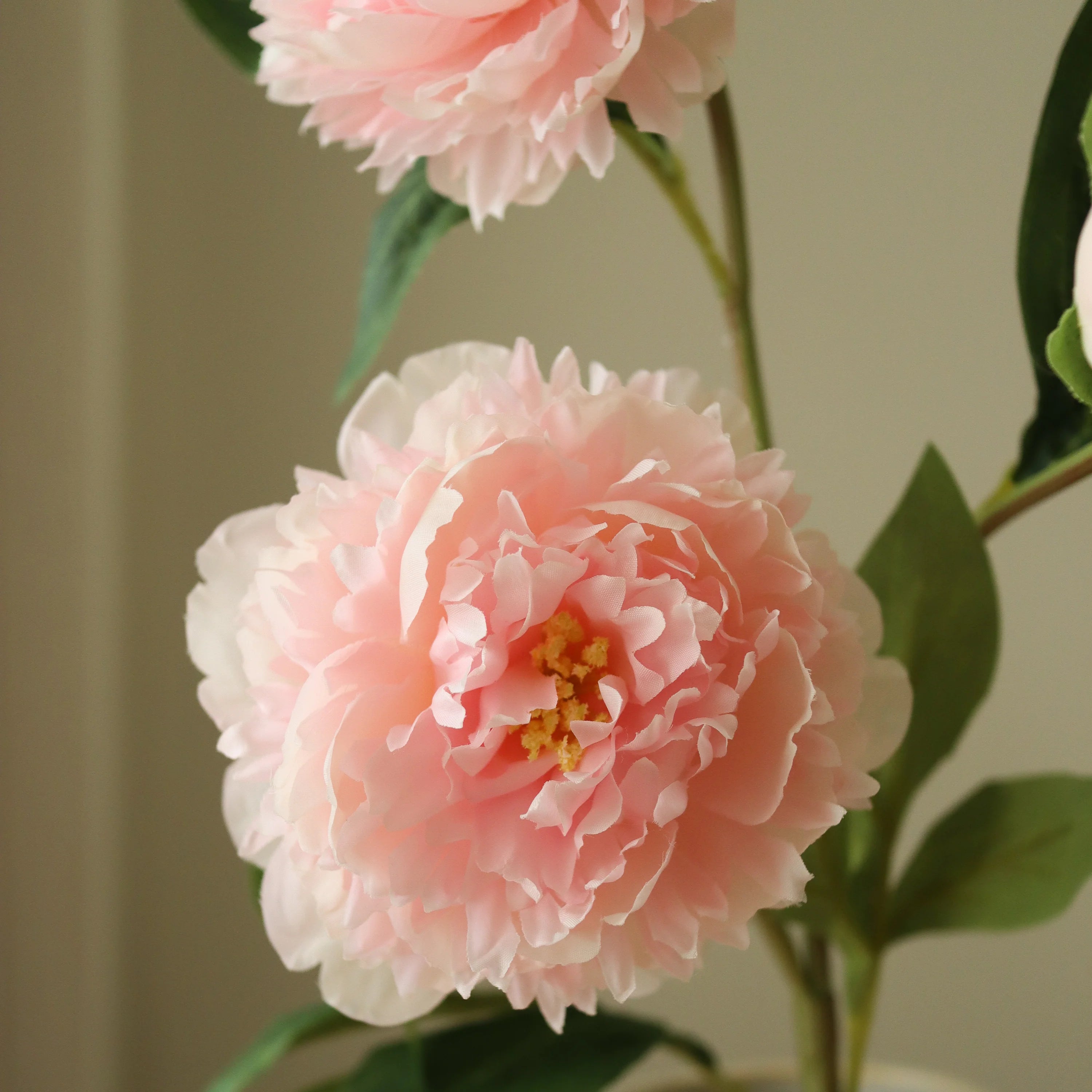 Lyserød pæon blomst