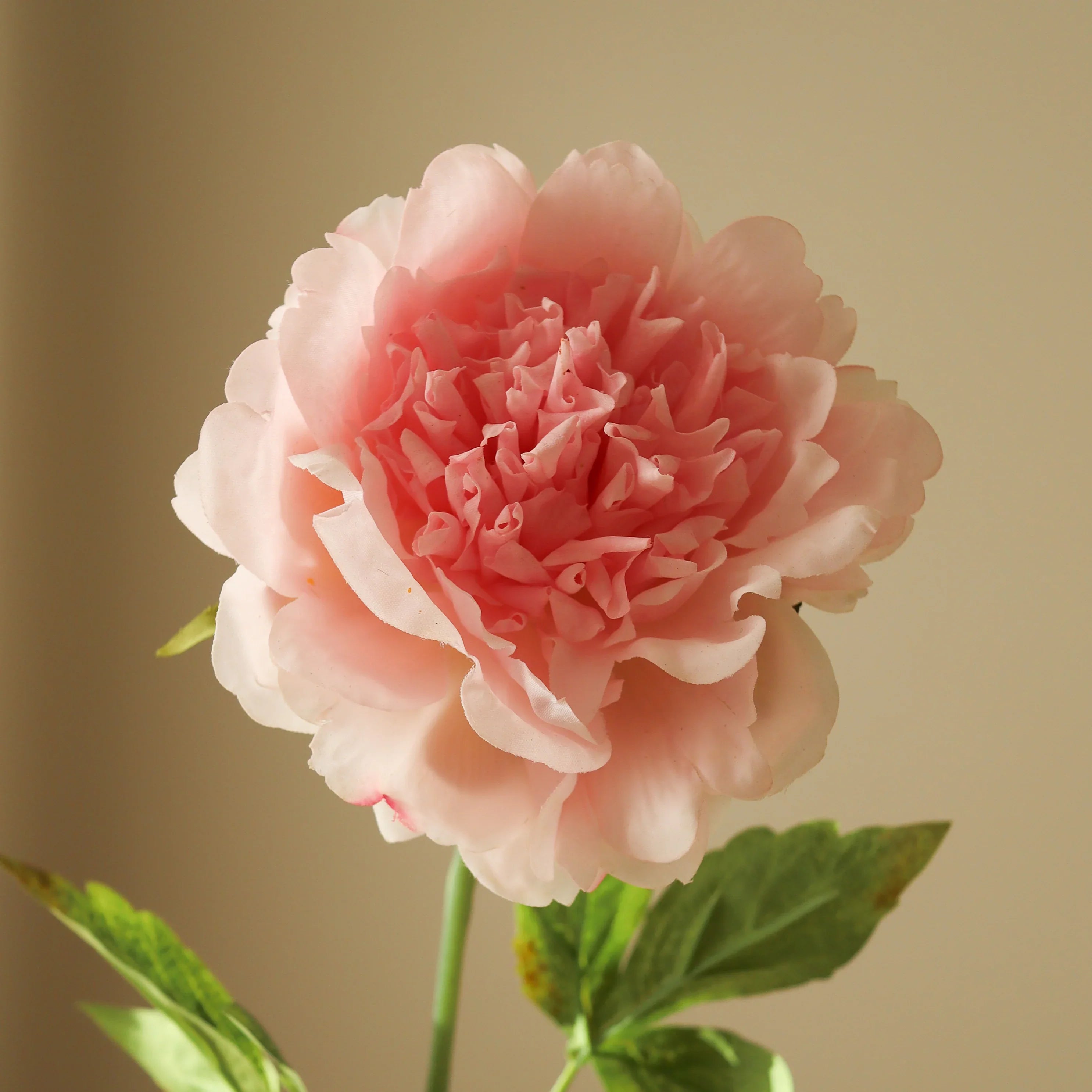 Lyserød pæon blomst