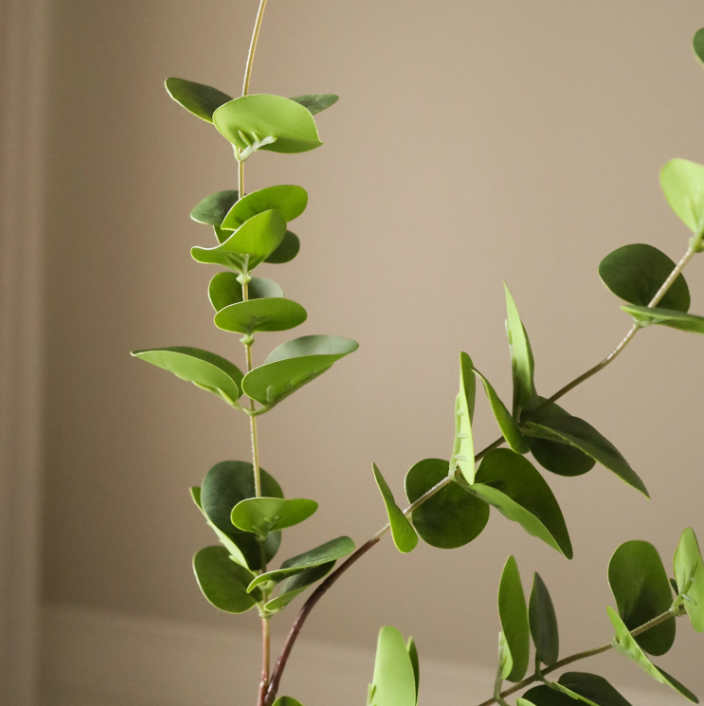 Grøn eukalyptus med tre blade