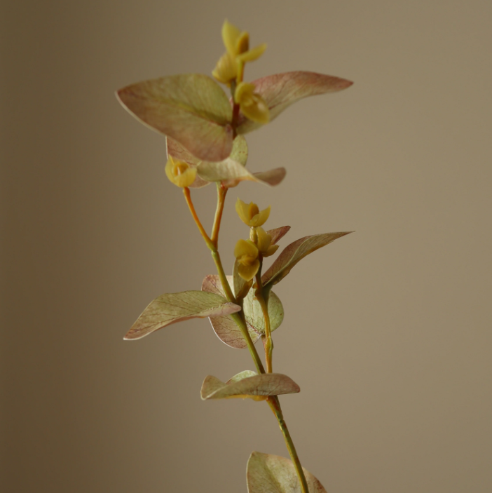 Hvide eukalyptusblade