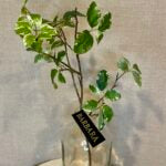 Pittosporum gren grøn h 60cm