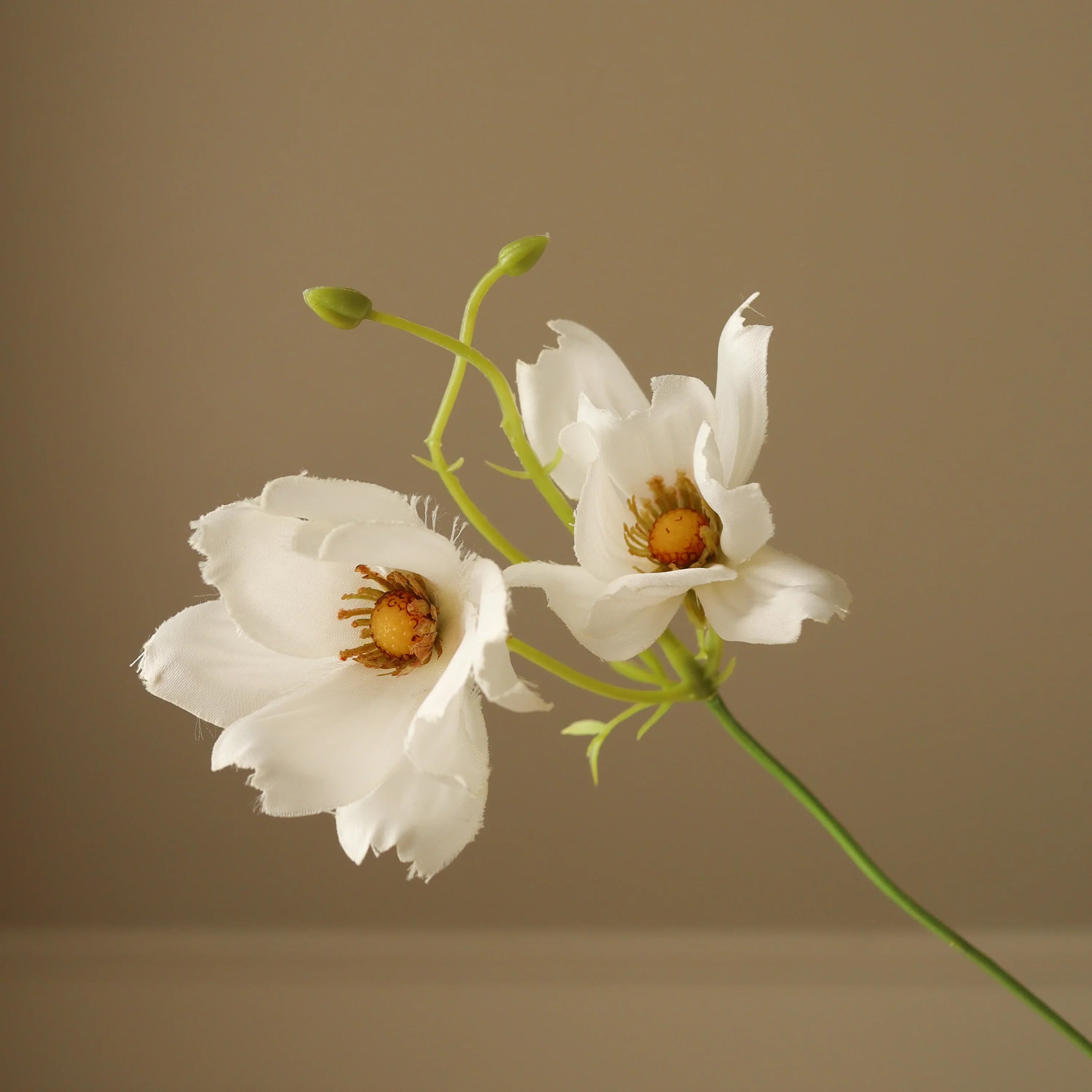 Hvide store Cosmo Daisy blomster