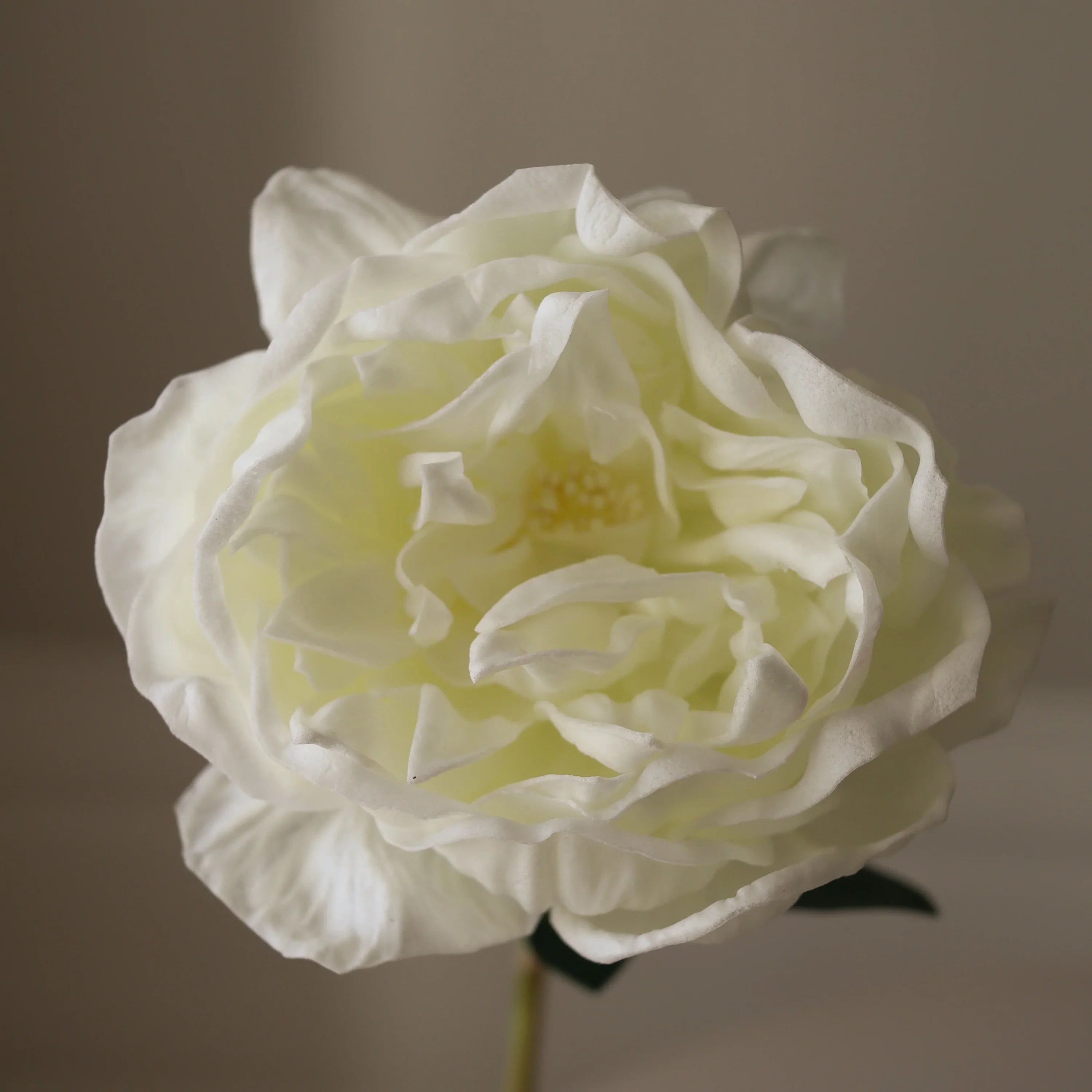 Hvid stor pæon blomst