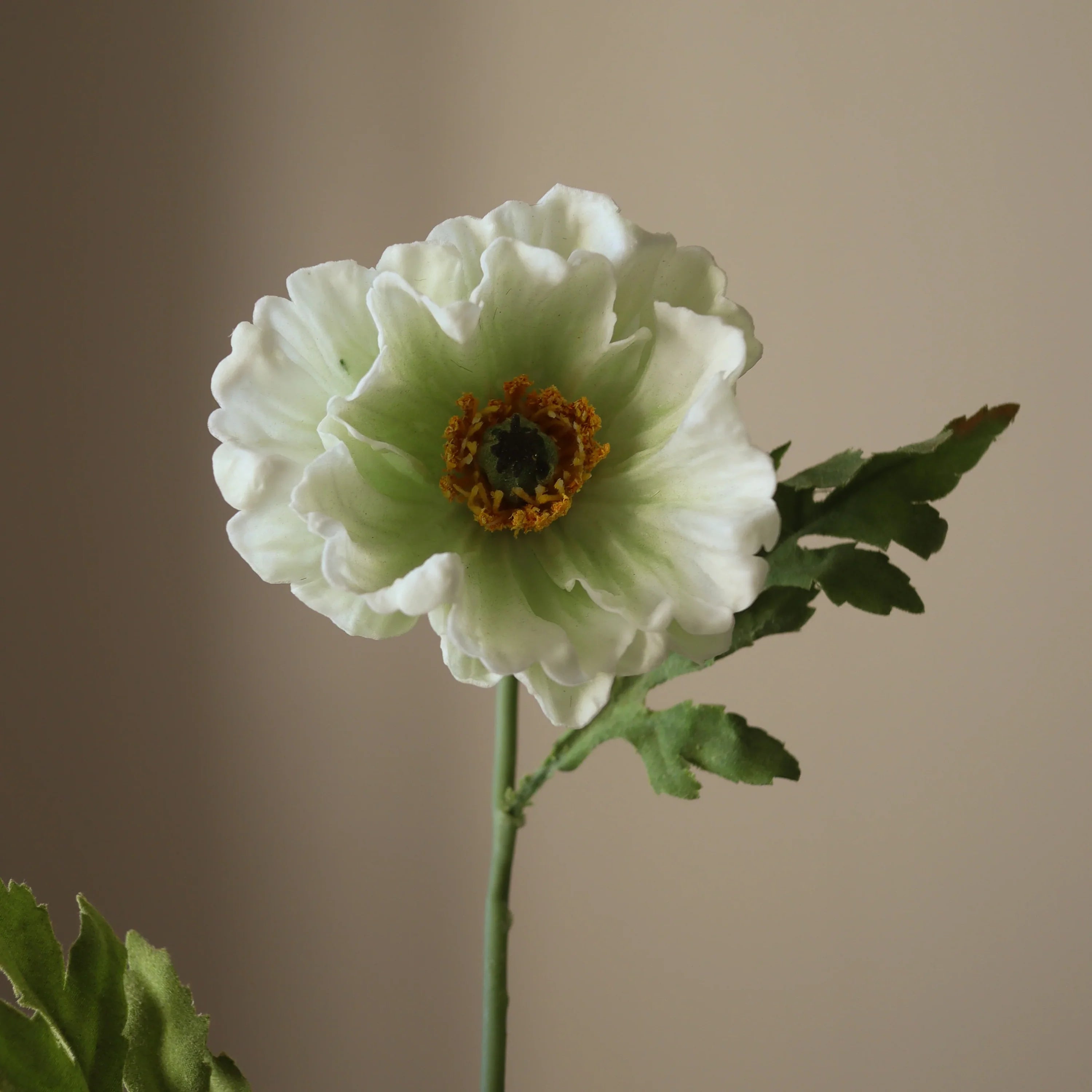 Hvid stor valmueblomst