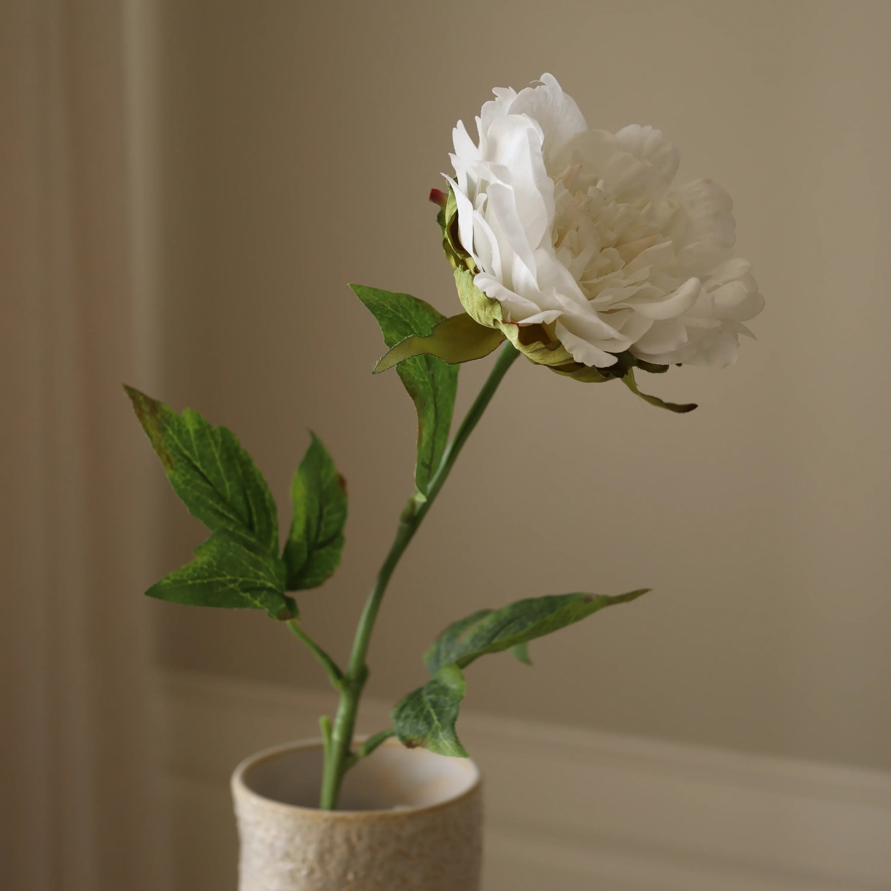 Hvid pæon blomst
