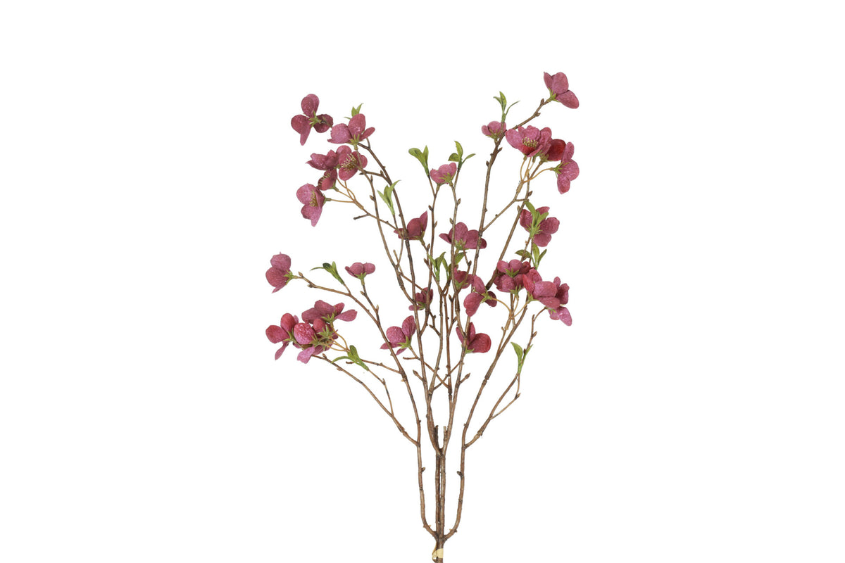 Helleborus bundt med 2 stk purple – 75 cm