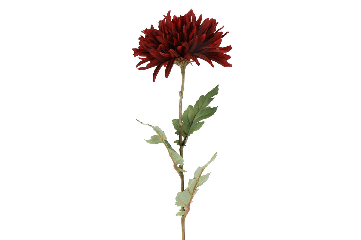 Chrysanthemum bordeaux – 68 cm