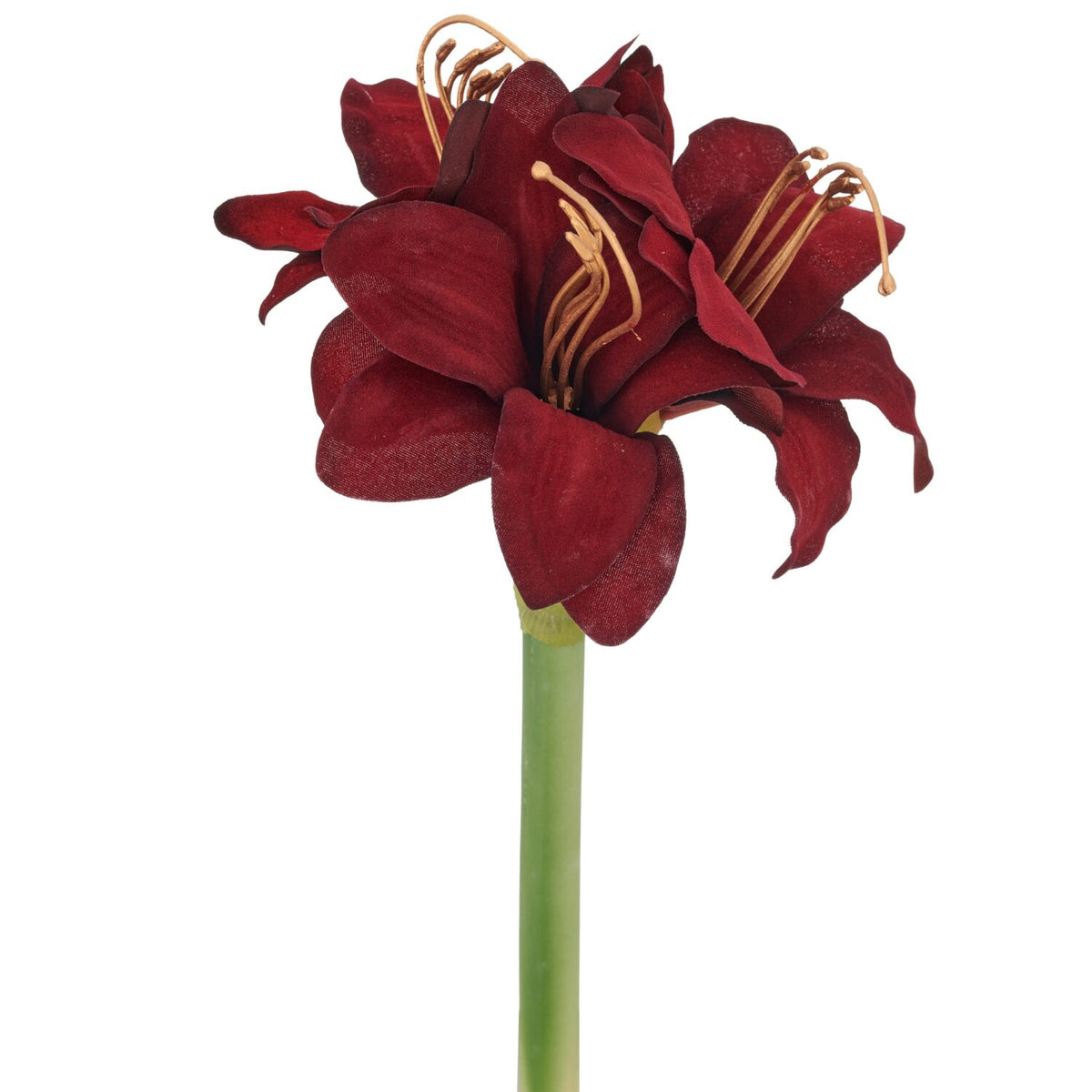 Amaryllis bordeaux – 31 cm