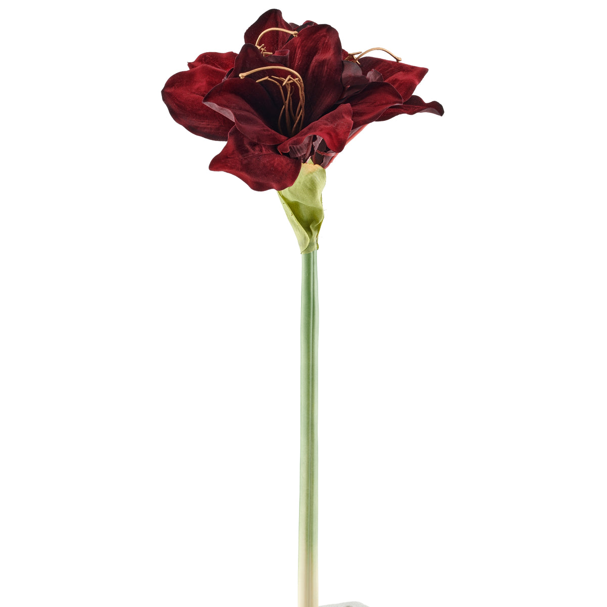 Amaryllis bordeaux – 50 cm