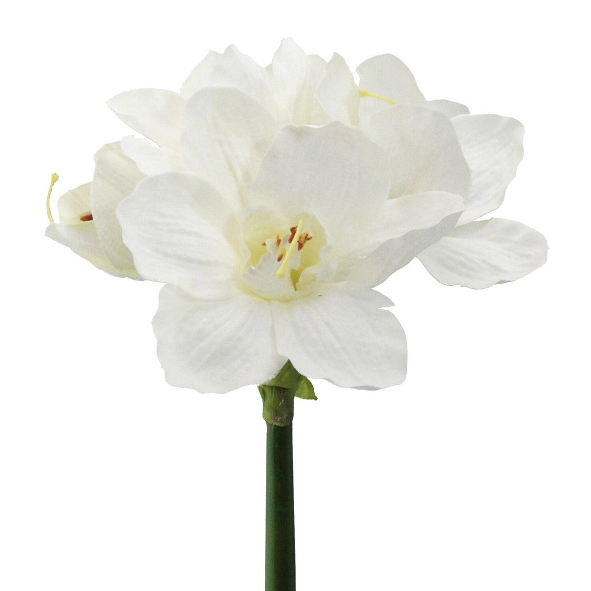 Amaryllis hvid – 66 cm