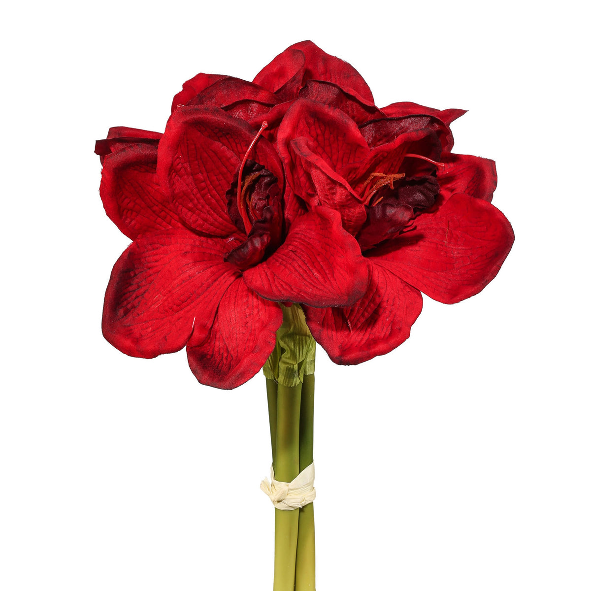 Amaryllis 3 stk rød bundt – 32 cm – Barbara
