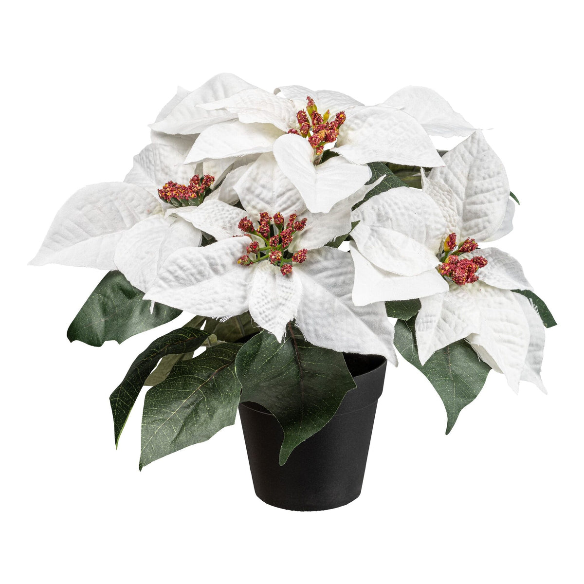 Julestjerne hvid i potte – 26 cm – Barbara