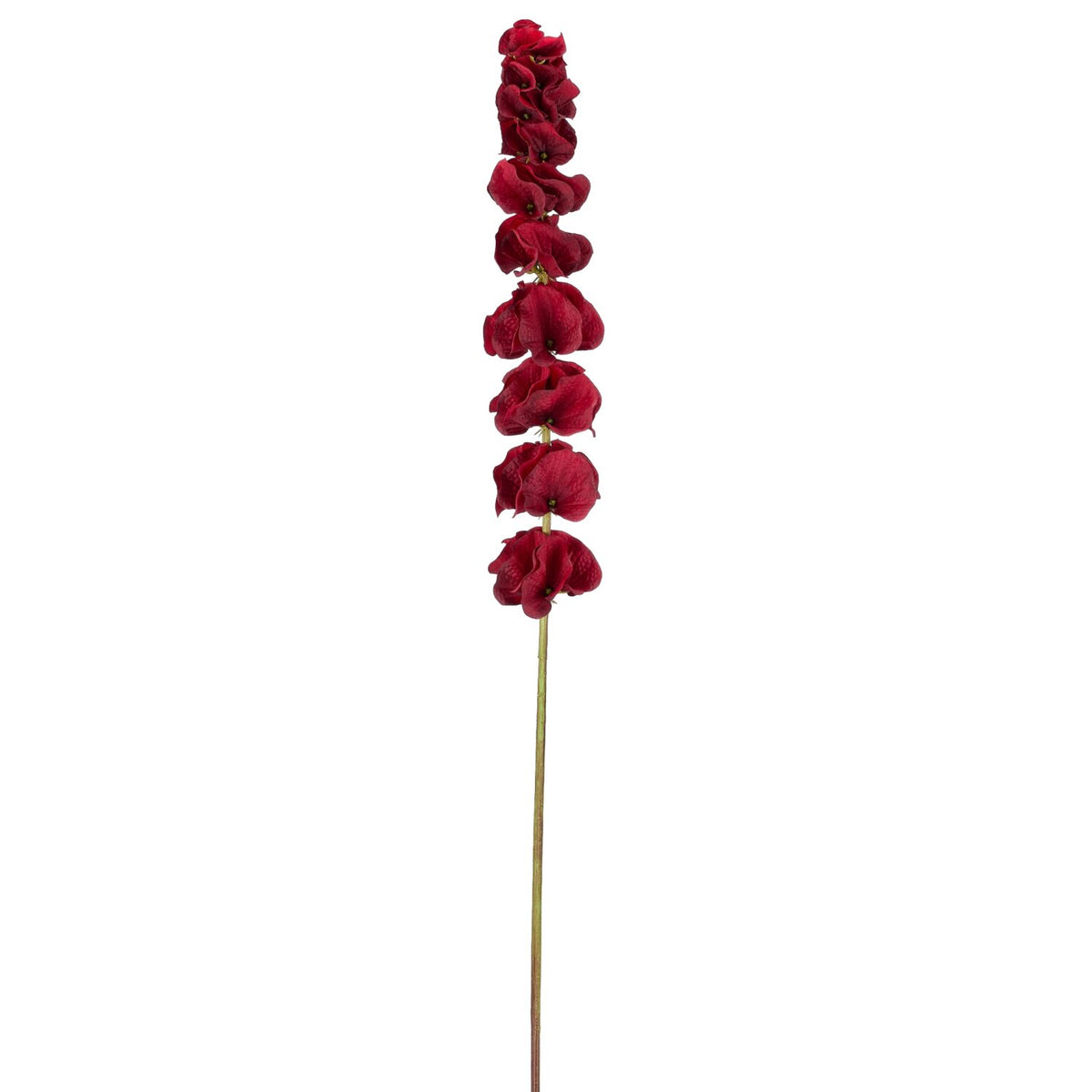 Molucella bordeaux – 78 cm