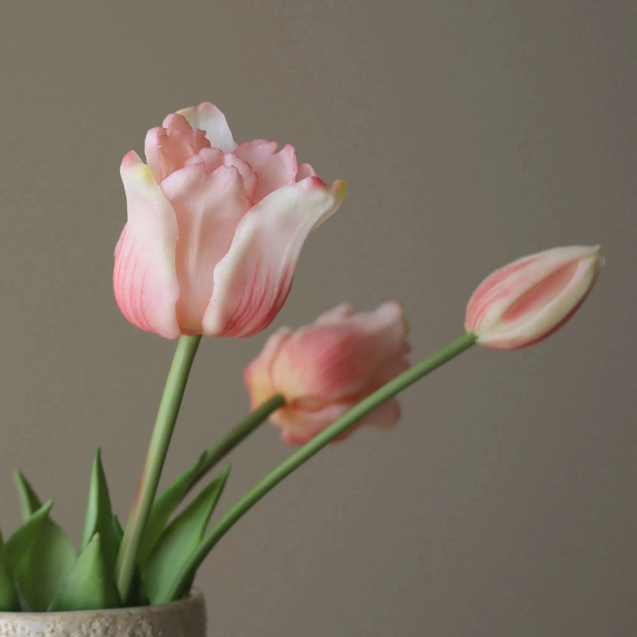 Lyserøde Triumph-tulipaner